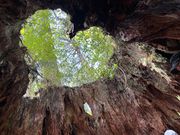 ウィルソン株からの景色