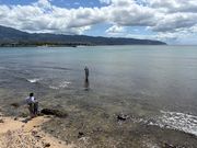 ハレイワのビールでウミガメを３頭見れました！