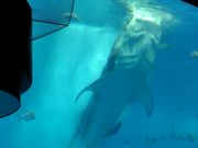 美ら海水族館　ジンベイザメのお食事タイム