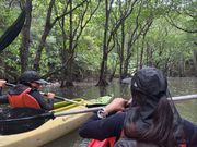 マングローブカヤック