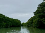 マングローブ森の宮良川