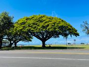 ヒロの町周辺での写真