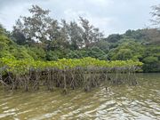 メヒルギの写真