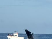 ブリーチングするザトウクジラ