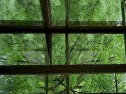 案内して頂いた雨の瑠璃光院です。