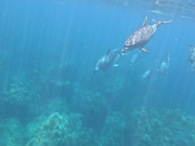 向かってくるイルカの群れ