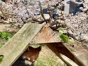 桜と旭山動物園