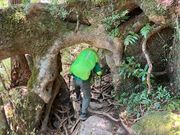 木のトンネルをくぐります