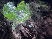 屋久杉の壮大さを感じます