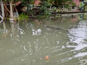 オオトカゲ出現！