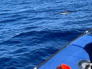 イルカが間近で見れます。