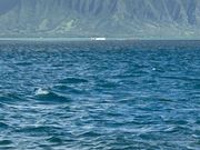 けっこう頻繁に息継ぎに顔出します。