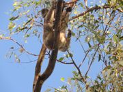 参加のみんなで見つけた野生コアラさん