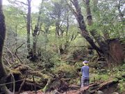 苔むす森を眺める