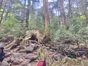 ウィルソン株前