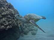 トータル3匹遭遇！