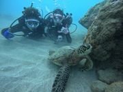 ウミガメに出会えました♪