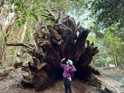 巨木の根っこ！