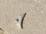 石垣島川平湾の海岸に落ちていたサンゴ