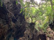 ガジュマルの木、神秘的でした。