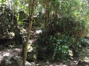 洞窟への通り道