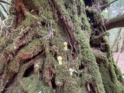 こだまがいました笑