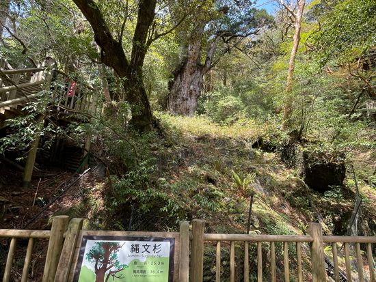 縄文杉に感動