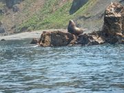 野生のトドもいました。