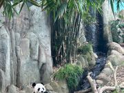 パンダ見れたのは嬉しかった