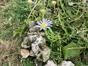 ヨナグニイソノギク