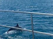 イルカにも会えました