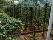 胡椒園
