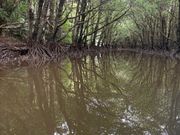 西表島マングローブ