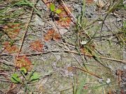 コモウセンゴケのユニークな葉と可愛い花