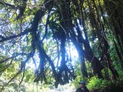 100年以上のガジュマルの下で