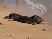 ポイプビーチのウミガメ