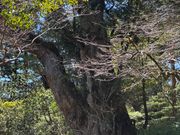 縄文杉（別の角度から）