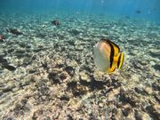 お魚と一緒に泳げる☆