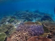 シュノーケリング🤿綺麗🤩