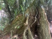 トレッキング途中で観ることが出来ます。サキシマスオオノキ。見事です。