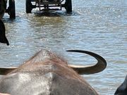 水牛車で由布島へ