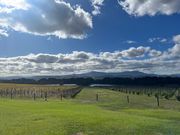 野生のカンガルー🦘もお出迎え