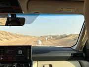 車の前を歩くアラビアンオリックスの群れ