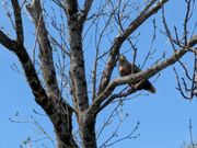 オジロワシを見ました