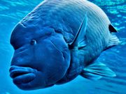 美ら海水族館・ナポレオンフィッシュ