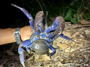 ヤシガニ発見！