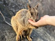 ロックワラビー　袋に赤ちゃんが！