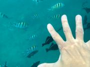 手が届きそうな魚たち！