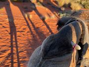 フレンドリーなラクダ