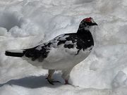 雷鳥見れました♪